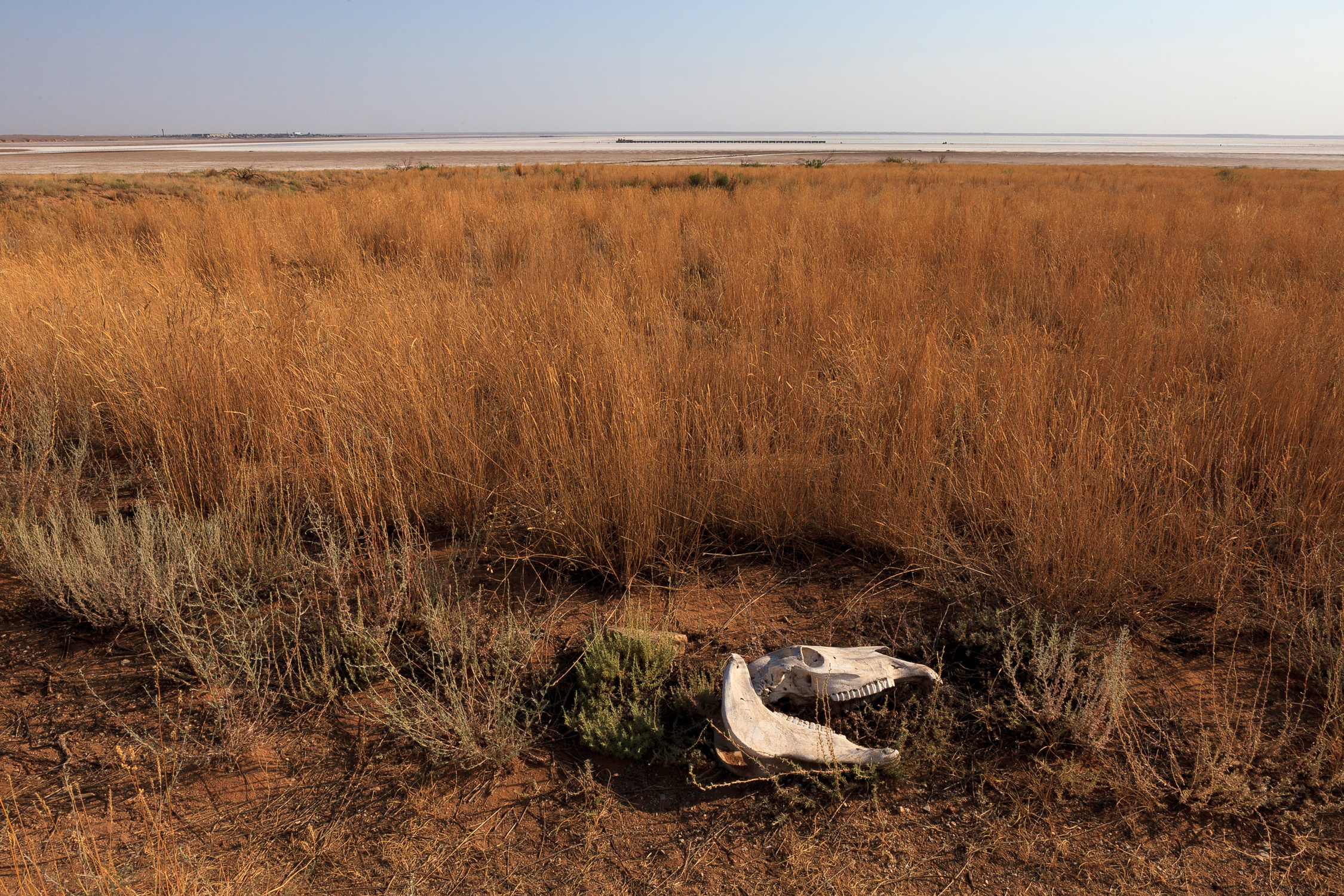 Cow skull on the Prairie Savane